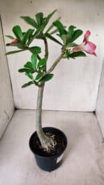 Planta Simples 2622 – 30cm – 02 anos - Imagem 5