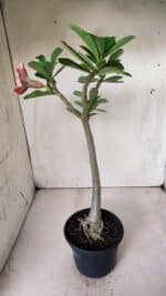 Planta Simples 2622 – 30cm – 02 anos - Imagem 4