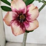 Planta Simples 2622 – 30cm – 02 anos