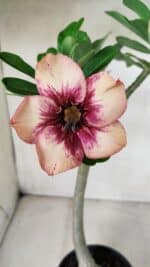 Planta Simples 2622 – 30cm – 02 anos