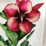 Planta Simples 2623 – 30cm – 02 anos