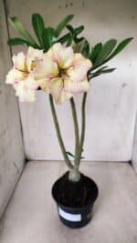 Planta Simples 2624 – 35cm – 03 anos - Imagem 2