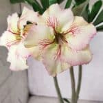 Planta Simples 2624 – 35cm – 03 anos