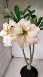 Planta Simples 2624 – 35cm – 03 anos