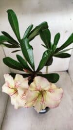 Planta Simples 2624 – 35cm – 03 anos - Imagem 5