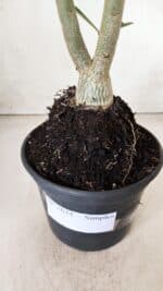 Planta Simples 2624 – 35cm – 03 anos - Imagem 8