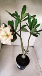 Planta Simples 2624 – 35cm – 03 anos - Imagem 7