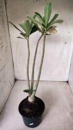 Planta Simples 2624 – 35cm – 03 anos - Imagem 6