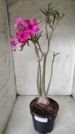 Planta Simples 2625 – 50cm – 04 anos - Imagem 2