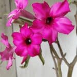 Planta Simples 2625 – 50cm – 04 anos