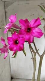 Planta Simples 2625 – 50cm – 04 anos