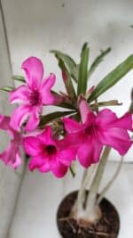 Planta Simples 2625 – 50cm – 04 anos - Imagem 4