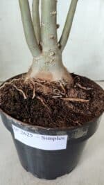 Planta Simples 2625 – 50cm – 04 anos - Imagem 8