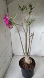 Planta Simples 2625 – 50cm – 04 anos - Imagem 7