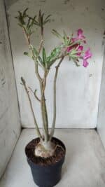 Planta Simples 2625 – 50cm – 04 anos - Imagem 6