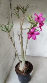 Planta Simples 2625 – 50cm – 04 anos - Imagem 5