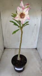 Planta Simples 2626 – 30cm – 02 anos - Imagem 2