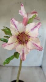 Planta Simples 2626 – 30cm – 02 anos