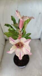 Planta Simples 2626 – 30cm – 02 anos - Imagem 4