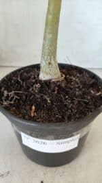 Planta Simples 2626 – 30cm – 02 anos - Imagem 7