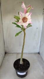 Planta Simples 2626 – 30cm – 02 anos - Imagem 6