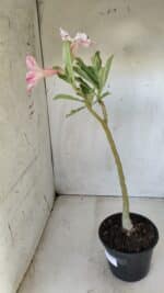 Planta Simples 2626 – 30cm – 02 anos - Imagem 5