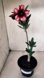 Planta Simples 2627 – 30cm – 02 anos - Imagem 2