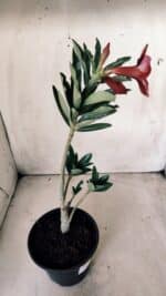 Planta Simples 2627 – 30cm – 02 anos - Imagem 5