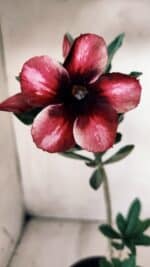 Planta Simples 2627 – 30cm – 02 anos