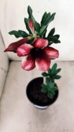 Planta Simples 2627 – 30cm – 02 anos - Imagem 4