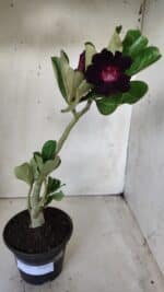 Planta Simples 2628 – 30cm – 02 anos - Imagem 2