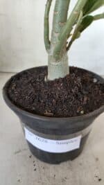 Planta Simples 2628 – 30cm – 02 anos - Imagem 6