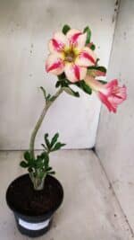 Planta Simples 2629 – 30cm – 02 anos - Imagem 2