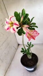 Planta Simples 2629 – 30cm – 02 anos - Imagem 4