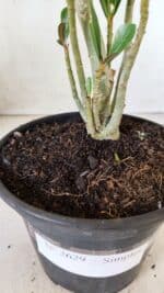 Planta Simples 2629 – 30cm – 02 anos - Imagem 6