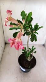 Planta Simples 2629 – 30cm – 02 anos - Imagem 5