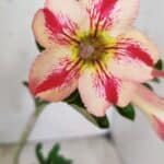 Planta Simples 2629 – 30cm – 02 anos