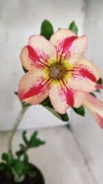 Planta Simples 2629 – 30cm – 02 anos