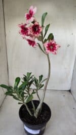 Planta Simples 2630 – 30cm – 02 anos - Imagem 2