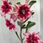 Planta Simples 2630 – 30cm – 02 anos