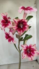 Planta Simples 2630 – 30cm – 02 anos