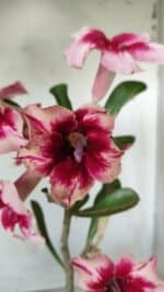 Planta Simples 2630 – 30cm – 02 anos - Imagem 3