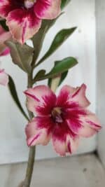 Planta Simples 2630 – 30cm – 02 anos - Imagem 6