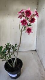 Planta Simples 2630 – 30cm – 02 anos - Imagem 8