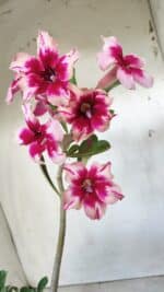 Planta Simples 2630 – 30cm – 02 anos - Imagem 5