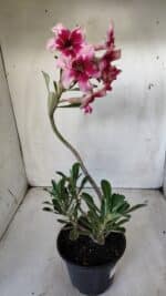 Planta Simples 2630 – 30cm – 02 anos - Imagem 7