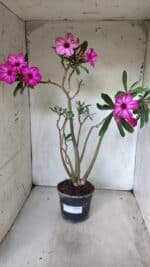 Planta Simples 2631 – 45cm – 03 anos - Imagem 2