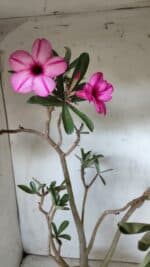 Planta Simples 2631 – 45cm – 03 anos - Imagem 6