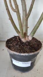 Planta Simples 2631 – 45cm – 03 anos - Imagem 9