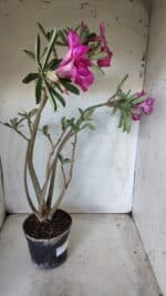 Planta Simples 2631 – 45cm – 03 anos - Imagem 8